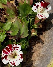  Flower and Leaves